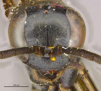 Media type: image;   Entomology 28150 Aspect: head frontal view